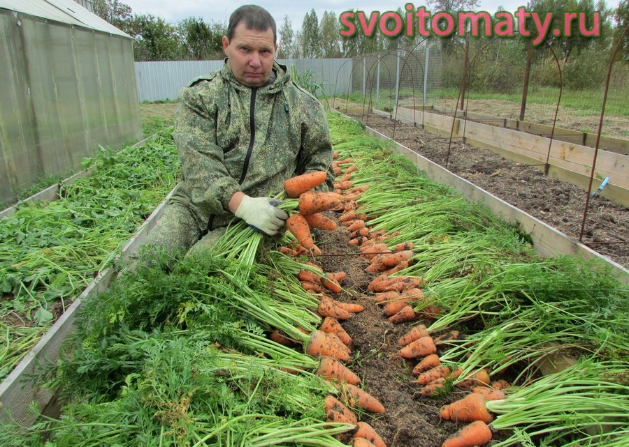 Сорт томатов татьяна отзывы Сорт томатов татьяна отзывы